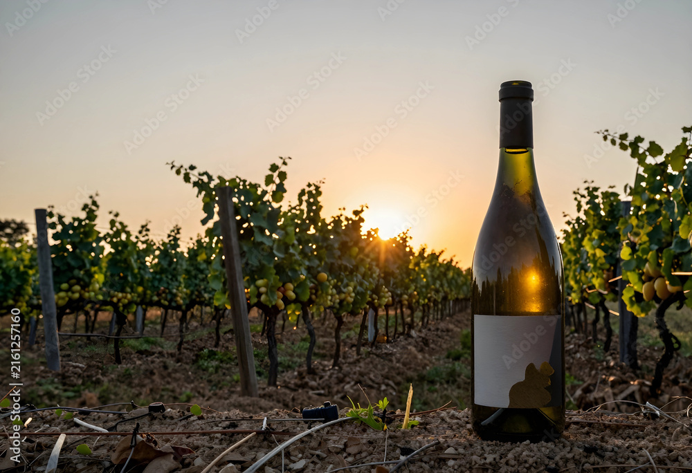 Naklejka premium Wine production and viticulture, white wine bottle with blank label in a vineyard at sunset, agriculture and harvest