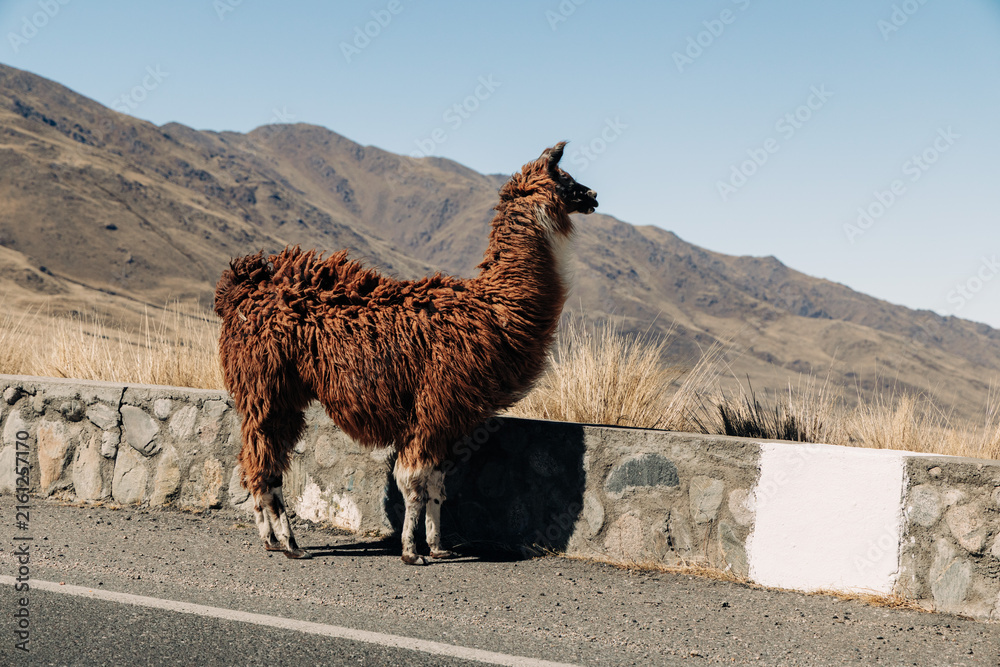 Naklejka premium Llama walking on the edge of provincial route 307 (rp307) in argentina. With dry mountains and sparse vegetation under a clear blue sky