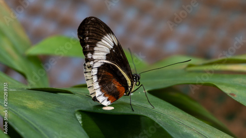 Naklejka butterfly on a leaf
