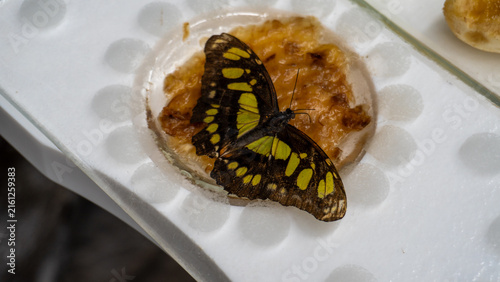Naklejka butterfly