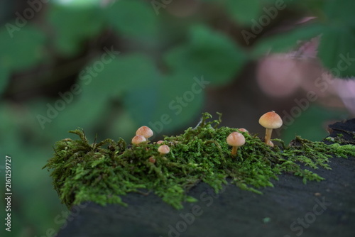 Kuehneromyces mutabilis, Sheathed Woodtuft, mushrooms growing on mossy wood in a Swiss forest.