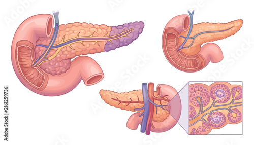 Bild auf Leinwand Human pancreas anatomy vector medical infographic illustration chart showing pan