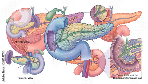 Bild auf Leinwand Human pancreas anatomy medical vector infographic with anterior posterior views
