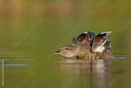 Obraz na płótnie Male Gadwall (Mareca strepera) preening and stretching wings low on the water surface