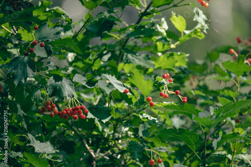 Bunch of ripe red viburnum berries on green bush branch