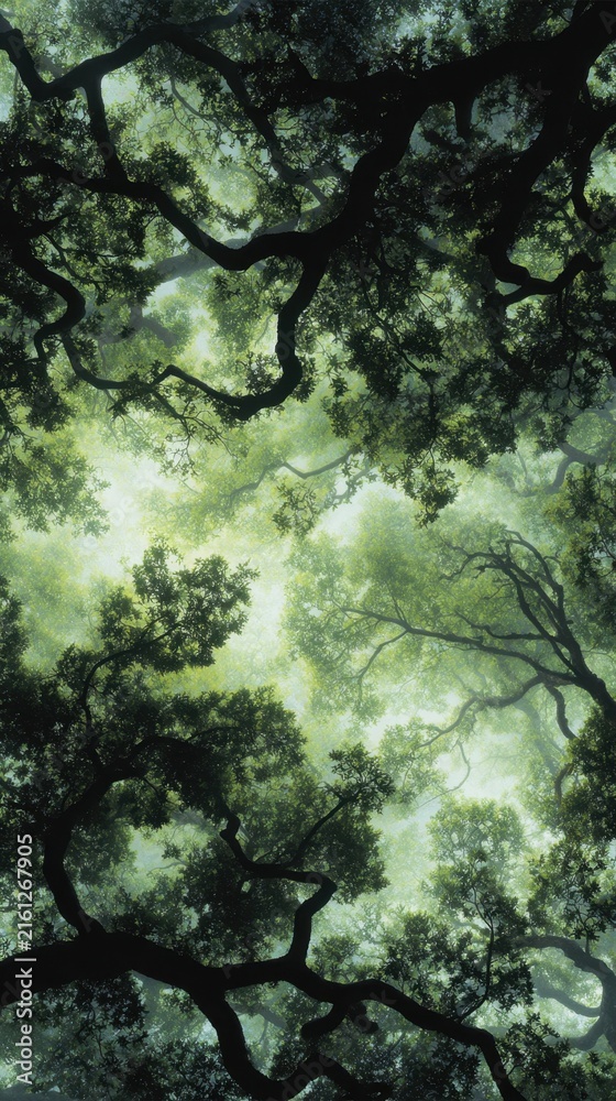 Fototapeta premium A vibrant green canopy viewed from below, lit by soft sunlight filtering through leaves