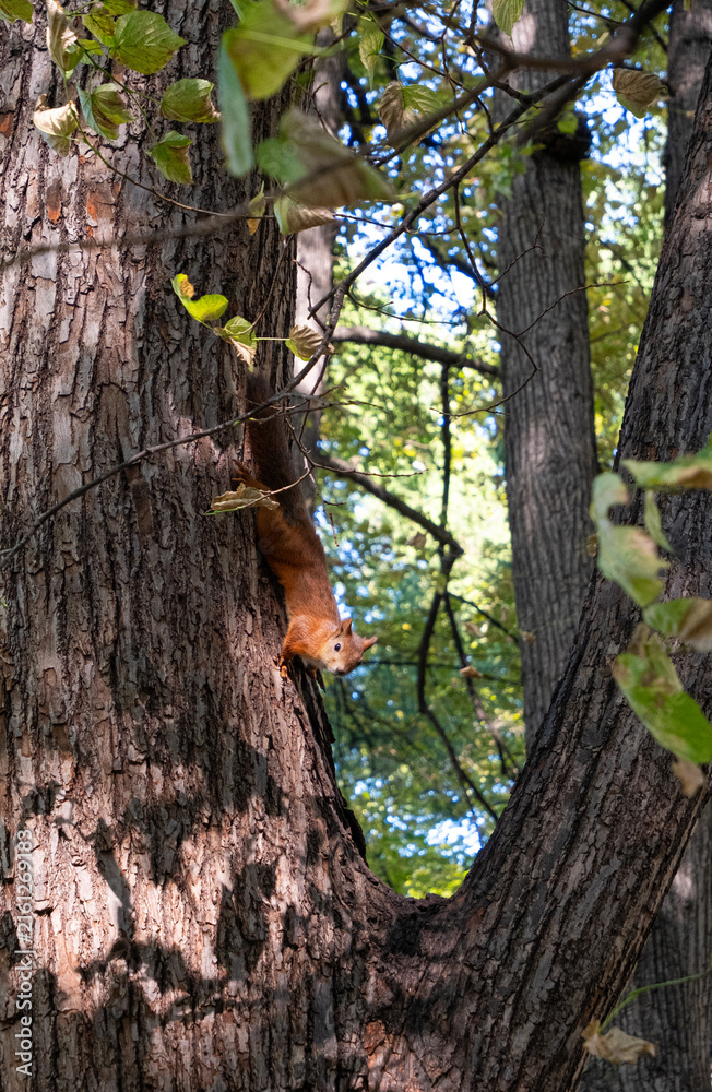 Obraz premium A squirrel moves down the rough surface of a tree trunk in a forest. The sunlight filters through the leaves, highlighting the activity. The scene shows trees with green leaves.