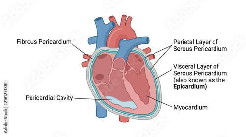 Bild auf Leinwand Detailed anatomical diagram of the human heart layers and pericardium structure