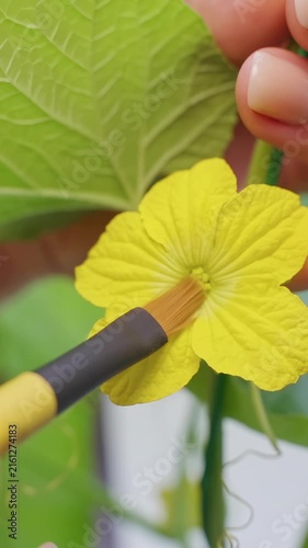 Hand Pollinating a Yellow Melon Flower with a Brush, Close View of Vine Leaves Supporting Home Gardening and Plant Care Vertical video.