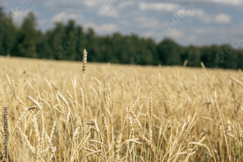 Foto Single tall wheat ear standing out in golden agricultural field