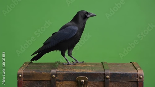 Black crow standing on antique chest during soft daylight against green screen background