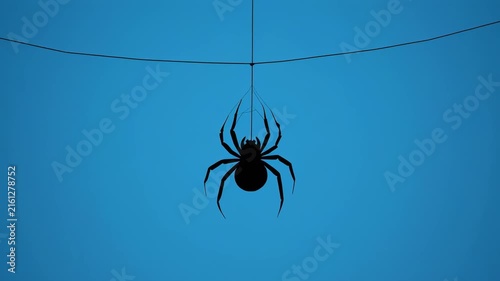 Black spiders hanging on silk threads against a gradient blue background during Halloween night