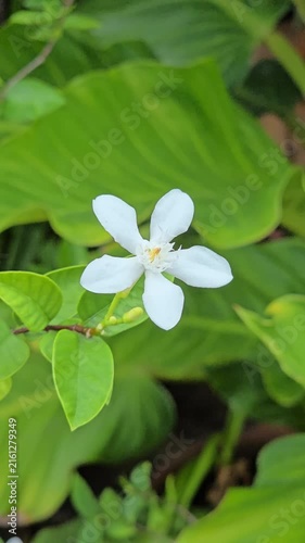 Wrightia antidysenterica flower blooming sway in the wind in garden.