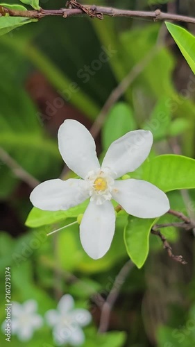Wrightia antidysenterica flower blooming sway in the wind in garden.