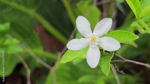 Wrightia antidysenterica flower blooming sway in the wind in garden.