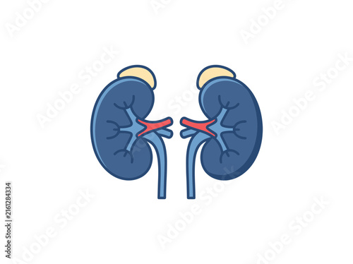 Human kidneys illustration with adrenal glands and vessels.