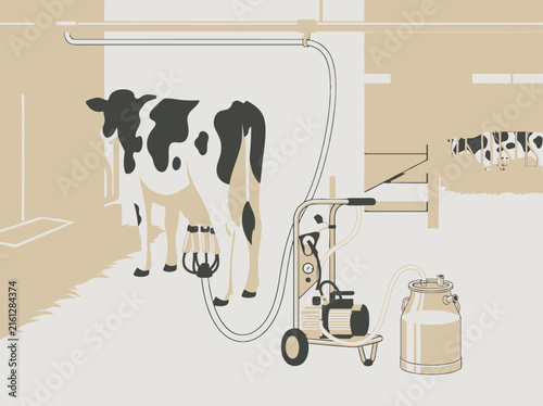 Industrial cow milking machine in dairy farm.