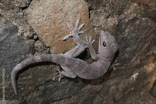 Gray gecko with orange spots clinging to rough stone wall, natural camouflage and climbing ability in outdoor environment.