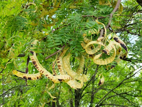 Fotografía Cluster of twisted yellow pods from a honey locust tree