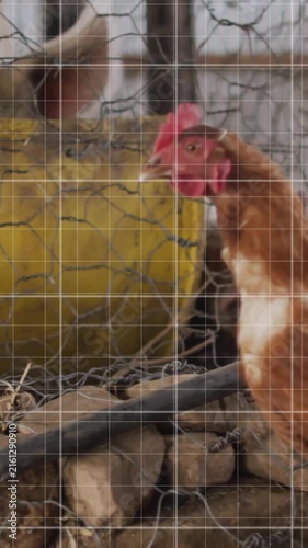 Animating graph over chickens in farm setting, showing data trends