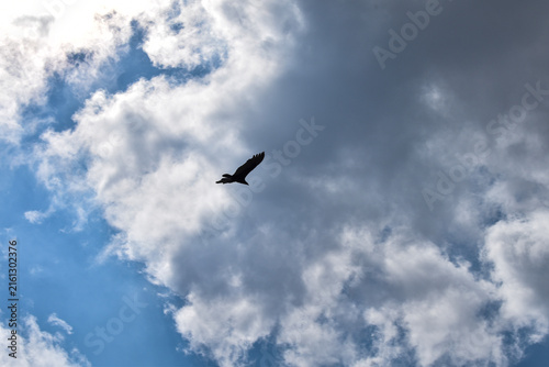 Fototapeta bird in flight