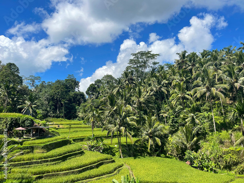 Tegalalang rice terrace with palm trees and tropical vegetation, Bali