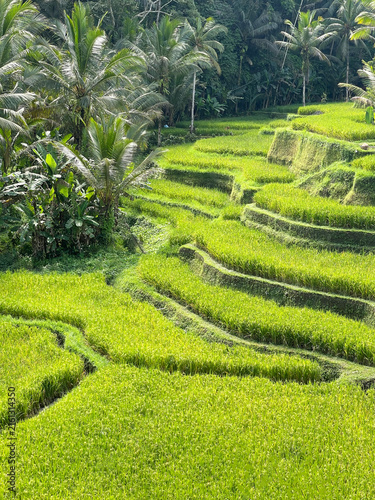 Tegalalang rice terrace with palm trees and tropical vegetation, Bali