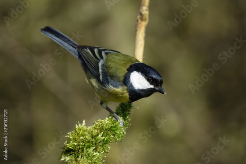 the great tit (Parus major) beautiful British birds