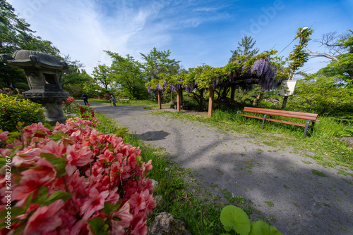 小樽公園　藤棚　つつじ　　花　北海道