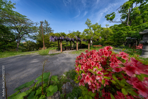 Tapety artystyczne 小樽公園 藤棚 つつじ 花 北海道