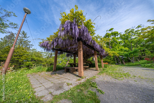 Fototapeta 小樽公園 藤棚 つつじ 花 北海道