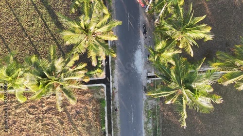 Aerial drone shot of scenic countryside road with green coconut palm trees between harvested brown rice fields in Bali Indonesia during summer morning