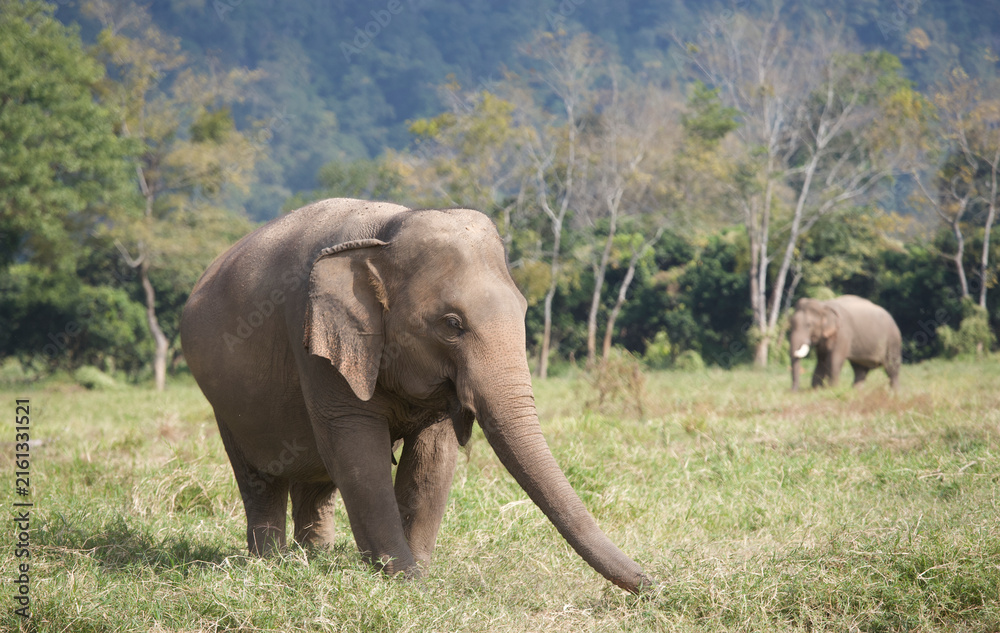 Fototapeta premium Asian elephant in Thailand
