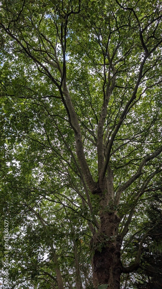 Fototapeta premium trees in the forest