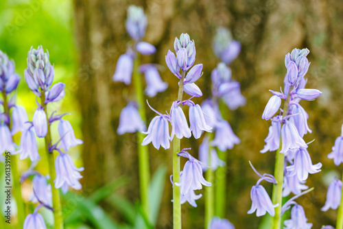 Foto Close-up of a Scilla campanulata flower blooming in the forest.