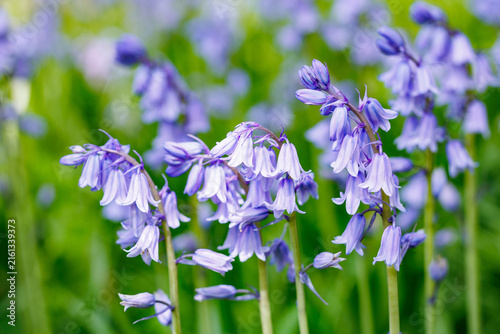 Fotografie Close-up of a Scilla campanulata flower blooming in the forest.