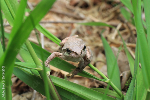 Принти на полотні 保護色で色が白っぽくなっているニホンアマガエル（日本宮城県）
