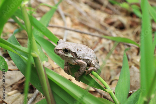 Принти на полотні 保護色で色が白っぽくなっているニホンアマガエル（日本宮城県）