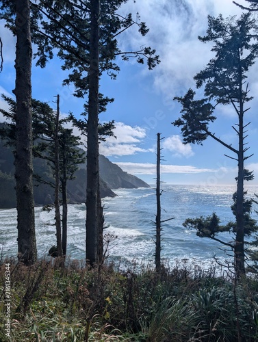Photography Tall coastal conifers framing the Pacific Ocean and a forested headland from a b