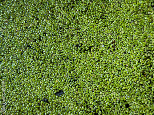 Obraz na plátne Vibrant green duckweed plant texture close up