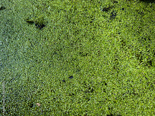 Obraz na plátne Dense green duckweed covering stagnant water surface
