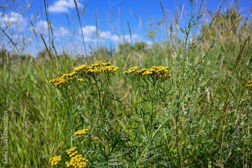 Tansy, Tanacetum, is a perennial plant with yellow flowers.