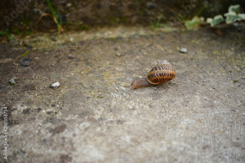 Foto Small snail crawling slowly on rough concrete surface close up