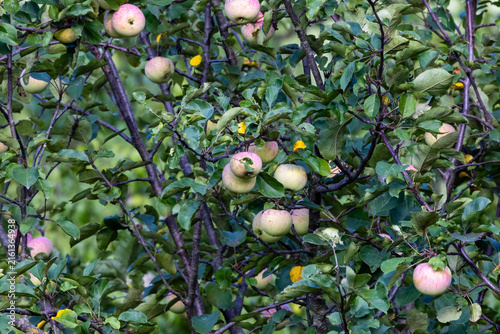 Apples ripening on leafy tree branches in rural Dunn County, Wisconsin.