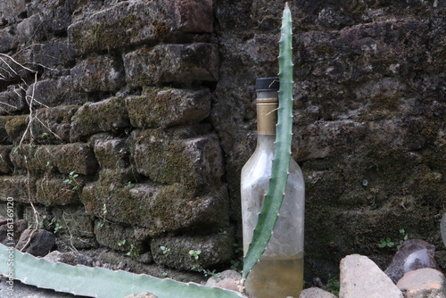 Dragon fruit cactus sprout with spines climbing over glass bottle near rustic brick wall in rural Java backyard.