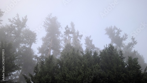 Dense fog settling over an evergreen treeline with open pale sky above