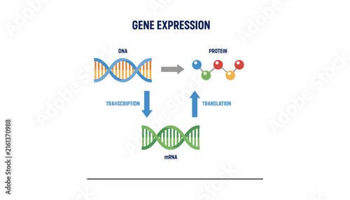 Принти на полотні Central Dogma of Genetics Vector Diagram Explaining Gene Expression Process from