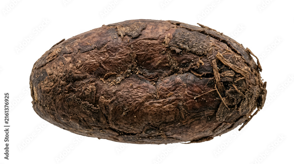 Fototapeta premium Single dried cocoa bean isolated on transparent background closeup