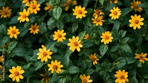 Numerous bright yellow daisy-like flowers bloom amidst lush green foliage