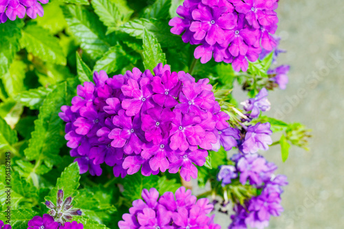 Verbena flowers that bloom with a profusion of purple blossoms.